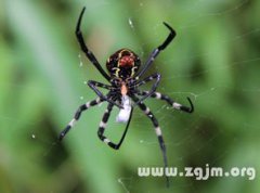 夢見好多黑蜘蛛，戀愛中的人夢見好多黑色蜘蛛