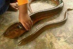 棺材怎么會有望月鱔，原因是棺材附近有暗渠或者水源地