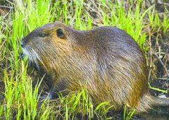 河貍鼠可以吃嗎，海貍鼠又稱河貍鼠或者貍獺是可以吃的