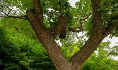 濟南降龍木在哪，在彩石鎮泰山北麓的捎近村