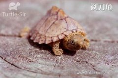 剃刀龜怎么冬眠，在溫度下降到15℃以下時(shí)