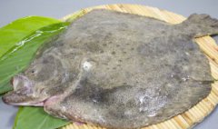 多寶魚有毒嗎，多寶魚本身無毒自然分布于大西洋東側(cè)