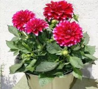 大麗花什么時候種植最好,一般栽種大麗花要在春天