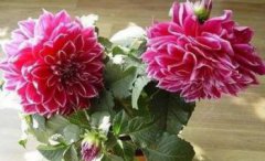 大麗花有種子嗎,大麗花有種子它的種子很小