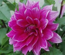 大麗花的養殖方法和注意事項,需要使用有機質含量較為豐富