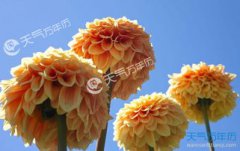 大麗花的花語,大方富麗感激新鮮新穎雍容華貴