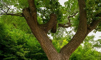 濟南降龍木在哪,在彩石鎮泰山北麓的捎近村