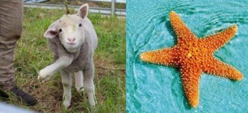 海星有腳嗎,一般情況下都有五只腳