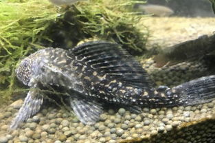 清道夫吃小魚嗎，清道夫吃小魚，通常吸附在魚缸或水草上