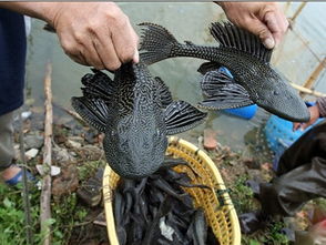 清道夫真的可以清潔魚缸嗎,清道夫魚的確食性雜