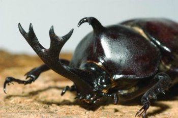 獨(dú)角仙還叫什么名字,雄性頭上長(zhǎng)角得名雙叉犀金龜獨(dú)角仙