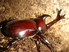 獨(dú)角仙吃什么，獨(dú)角仙成蟲(chóng)在野外環(huán)境里會(huì)吸食樹(shù)脂果實(shí)