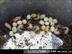 獨角仙幼蟲吃什么，幼蟲可以吃蘋果香蕉等有甜味的水果