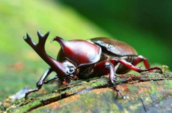 獨角仙成蟲多少錢一個,一般能賣到70-100元一只