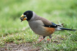 什么鳥認主人可以散養,蠟嘴雀是家庭觀賞和調教技藝鳥之一