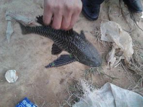 垃圾魚吃什么東西，吃青苔等藻類其他魚類的魚卵