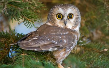 貓頭鷹吃蛇嗎，吃蛇但它捕捉的對象主要是鼠類