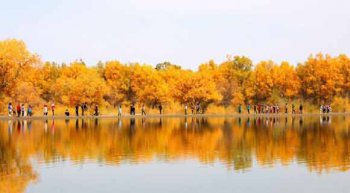 甘肅胡楊林在哪里，位于金塔縣城以西的潮湖林場