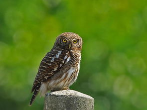 貓頭鷹的叫聲,貓頭鷹生活習性:貓頭鷹的食物以鼠類為主