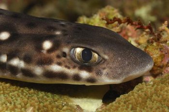 貓鯊好養嗎，好養，但是貓鯊擁有和貓科動物一樣的攻擊性