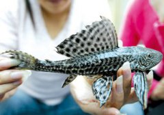 清道夫魚為什么曬不死,因為它較強的耐旱能力