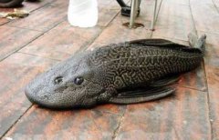 清道夫魚生命力有多強,暴曬幾天都還能夠活過來