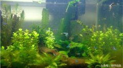 熱帶魚什么魚最好養，孔雀魚、斑馬魚、紅綠燈魚