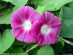 牽牛花有腳嗎,它的莖、葉子、花和種子都有毒