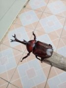 獨角仙多少錢一只，一般能賣到70-100元一只，不過具體看大小