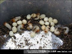 獨角仙幼蟲吃什么,幼蟲可以吃蘋果香蕉等有甜味的水果