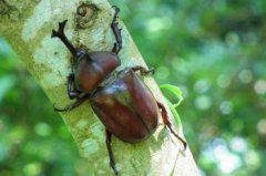 獨角仙怎么養，在養殖箱中養殖幼蟲在養殖箱中加入腐殖土