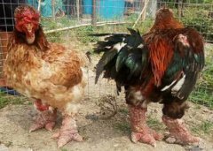 養東濤雞在中國好賣嗎,還是一個未知數