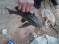 垃圾魚吃什么東西,吃青苔等藻類其他魚類的魚卵