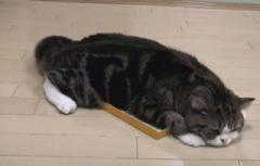 貓尾巴的語言，心情好時就會豎起尾巴兩邊搖擺