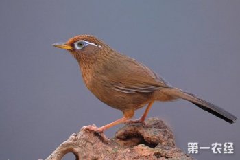 畫眉鳥的叫聲，善鳴唱叫聲是“mo-gi-yiu-”