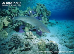 白化鯊好養嗎，不算很好養抗低溫能力弱