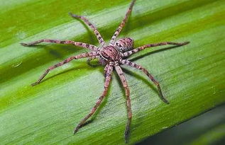 白額高腳蛛怎么養,只需要一個容器布置一下環境