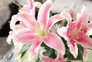 百合花的花語，香水百合的美觀性很好又帶有香氣