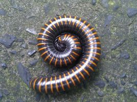 百腳蟲有毒嗎，圓筒形的陸生節肢動物百足蟲是有毒的