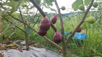 真降龍木值多少錢一斤，一斤可以賣到十幾萬