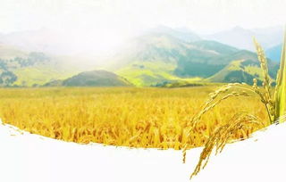 稻米油的缺點，易被氧化新陳代謝造成霉變