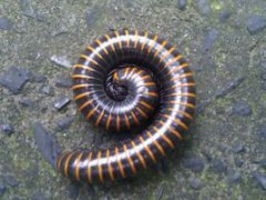 百腳蟲有毒嗎,圓筒形的陸生節肢動物百足蟲是有毒的