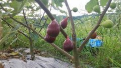 真降龍木值多少錢一斤，一斤可以賣到十幾萬