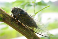 知了的叫聲，能連續(xù)不斷發(fā)出尖銳的聲音