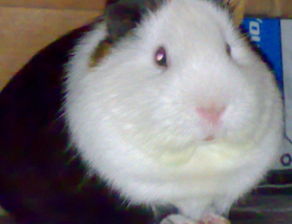 荷蘭豬吃什么蔬菜最好，有油麥菜、菠菜、芹菜等