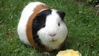 荷蘭豬怕冷嗎，荷蘭豬怕冷不怕熱,所以養豬時要注意保暖