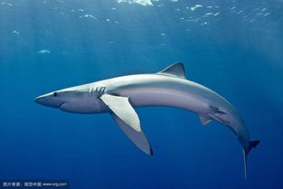 藍鯊好養嗎,好養是一種比較中規中矩的觀賞魚