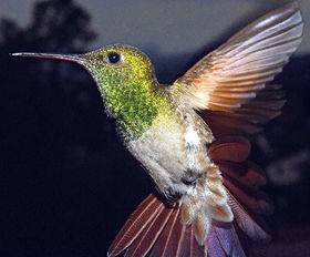 蜂鳥有腳嗎，有腳是最小的鳥類