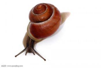 蝸牛有腳嗎，沒有腳的蝸牛的腹部有腹足