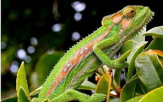蜥蜴和變色龍的區(qū)別,變色龍速度較蜥蜴遲緩